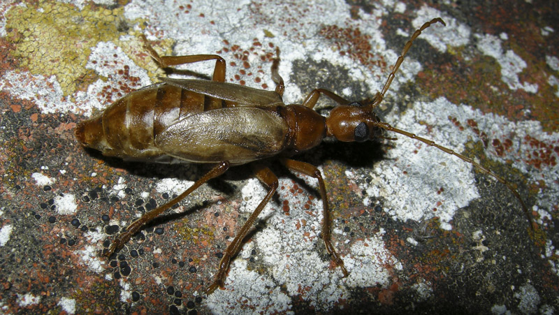 Che coleotteri sono?    Vesperus luridus (Vesperidae)